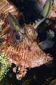 lionfish portrait