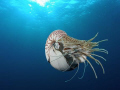 I was amazed! A Nautilus... never thought I had this encounter! Nikonos V slide film...