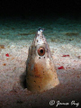 Snake Eel on a night Dive !!! Tools: Canon S1 IS, Inon D2000