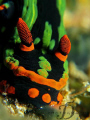 Nembrotha head close up, full frame, no cropping. Capture by canon G9 with single INON strobe and double macro lens @ Tenggol Island, Malaysia.