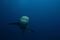Bull Shark,off Ponto pinnacles.
