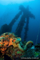 Truk Lagoon (Chuuk), Micronesia.  Gas Mask sits on the deck below the forward mast of the Nippo Maru wreck. ©Amanda Cotton

