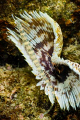 A pipefish on a feather duster just under the dock.  Nikon D80 + 60mm macro