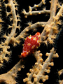 Little cowrie on sea fan, was taken when night dive @ USS Liberty Shipwreck, Tulamben