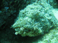 Stone Fish at neptune's in Cabo San Lucas