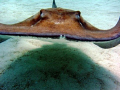 Heading straight for me!  Stingray City, Grand Cayman.  Photo taken August 2008 with a Canon SD550.