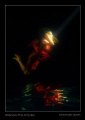 Underwater fine art image photographed in swimming pool and finally turned