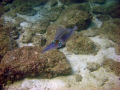 squid with nice motion and color