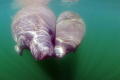 Manatees at Crystal River FL. Camera Nikon D-200