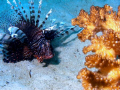 Lion Fish, Agutayan Reef, Jasaan, Mis. Or.