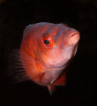 Cuckoo Wrasse taken on Mew Stone Ledges, Plymouth, England. Using a Nikon D100 & 60mm lens.