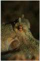 resting.  night dive photo