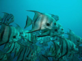 TAKEN AT THE DELRAY GROUPER HOLE