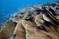 Taken at Ulong Channel, Palau  with NikonD80 + Sigma 15mm + Magic filter