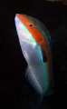 A small but colorful fish that likes to poke at scuba divers!
FUJI Finepix F31D
