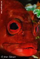 Black Tip Grouper portrait