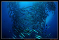 Barracuda Vortex at Sipadan Island's famous Barracuda Point

Nikon D300, Tokina 10-17 Fisheye
MDX-D300, 2x YS-110 Strobes