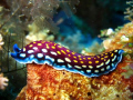 Flat worm on Jena Wall in Mafia Island, Tanzania