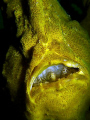 Giant Frogfish having meal, still can see fish head and half body inside the mouth. Photo capture by Canon G9 with INON single strobe @ Seaventures, Sipadan.