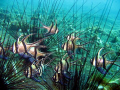 Cardinals sheltering amongst sea urchins, Lembeh Strait, Indonesia
