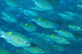 Out looking for shark close ups, ran into this school of fish instead!  Used a 60mm lens at f5.6, using strobes.