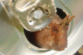This (little blenny in a beer can) photo was shot in Marmara Sea of İstanbul - Turkey. The location (yassi ada) is a remote island only 1 hr. boat trip away from the mainland. The underwater fauna is a must sea (macro life basically). Nikon D80.