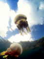 Taken in a marine lake in Palau. The shot was taken about 6 feet below the surface looking straight up