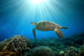 5d with sea&sea strobe, morning dive at Sipadan, Malaysia
