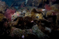 November diving in Alaska's Prince William Sound. A small sculpin tries to hide from the divers. 38 degree water.