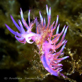 a small micro shrimp (about 7mm) on a flabellina makes this a curious shot...!  taken with fuji finepix31