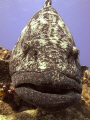 Potato Cod from the famous Cod Hole dive site