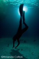 Freediver at night.  Tiger Beach, Bahamas

©Amanda Cotton