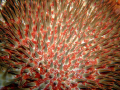 crown of thorns