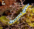 Two Purple Crowned Sea Goddesses (Mexichromis kempfi) on Little Cayman Island. These were about 2 cm in length. A nice find!