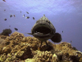 The Cleaning Station. Taken at the famous Cod Hole