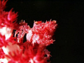 Soft Coral Crab from Bali.. Olympus E-330 + 50mm Macro Lens