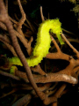 Seahorse, Koh Phi Phi, Thailand