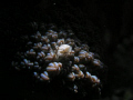 Tiny crab under spotlight, this crab is our star, so we make it show up under the spotlight~~