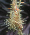 It's rare to see the ghost pipe fish. Fortunately we found one when diving in North-east coast in Taiwan, and she is pregnant. We can even saw some eggs with tiny eyes.