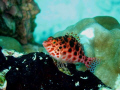 Hawkfish, finally stopping - very briefly - after teasing me for ages!