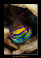 Mandarin Fish, 
D300, 60mm AF-S Macro