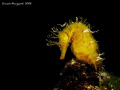 My first Hyppocampus guttulatus