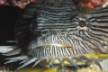 All do claimed to be  endogenous of Cozumel this picture was taken in Cancun's reefs.