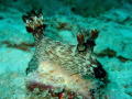 Giant nudibranch - impressive!