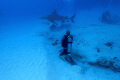 Bull Shark near P. del Carmen Quintana Roo.