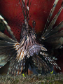 This Lionfish was tucked into a wreck in the Bahamas.  Photo taken with Olympus Evolt E-300 with Inon strobe.