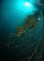 We put some bamboo (with heavy sand bags in its bottom) in the sea to rejuvanate the squid, we can see some eggs on it~