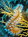 Fireworm taken at Korcula island at cca 25m. Resting on a gorgonian where it feeds. Olympus SP350 in macro mode, no strobe at all, manual setting ISO200, 1/50s, f/4.5