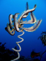 One of many feather stars along a wall off Kizimkazi, Zanzibar