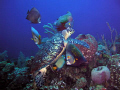 Diving in Roatan Honduras I came across this Turtle feeding, he was surrounded by Angel fish feeding on his leftovers. All of them very intent on the food and not to worried about me.